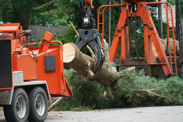 Best Emergency Tree Removal  in Ruston, WA