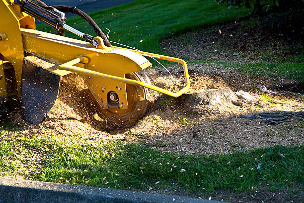 Best Lot and Land Clearing  in Ruston, WA